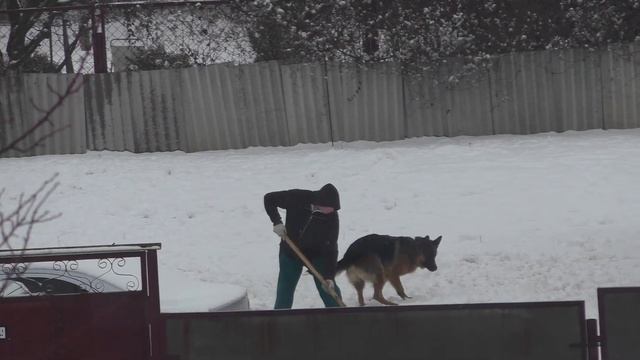 СОБАКА СНЕГ КУСАКА / Happy DOG смотреть онлайн