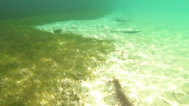 SNORKELLING - KUREDU ISLAND - Maldives (4K)