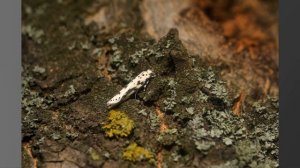 И50У-1 3,5/50 Дешевый и мощный объектив с хорошей картинкой.Примеры фотографий Индустар 50У-1 3,5/5