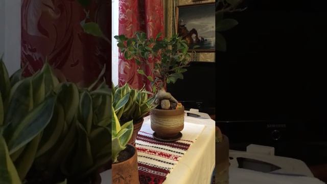 Сансевиерия розеточная желтая, бансай фикуса смотреть онлайн