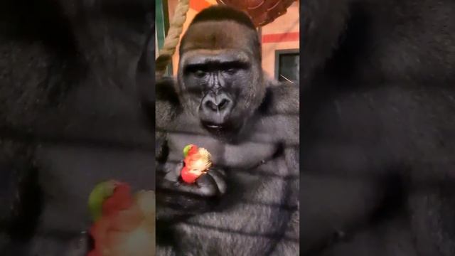 Gorilla Eating Bananas Extended Video! смотреть онлайн