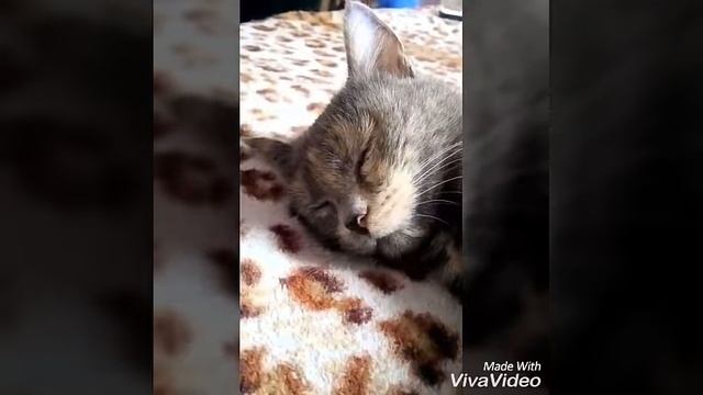 Что кошки снится смотреть онлайн