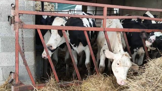 Aliza at Cow Farm Singing Old MacDonald смотреть онлайн