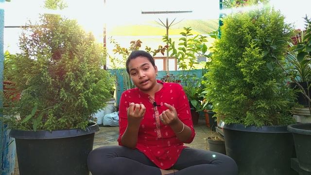 Cypress Tree/Plant - Lemon Tree - Cupressus - Care Tips - Tamil - Chennai Gaden & Decor.