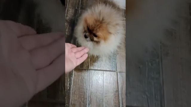 собака на даче порода шпиц смотреть онлайн