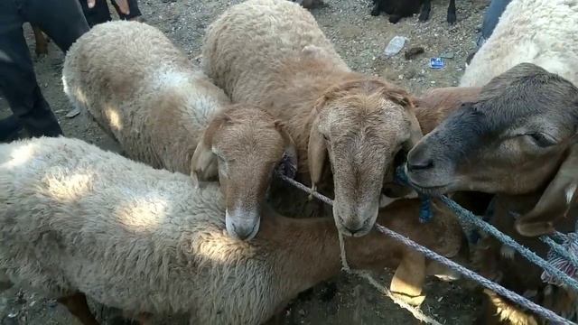 ГУСфАНДИ ХИСОРИ БОЗОРИ АВГОНО смотреть онлайн