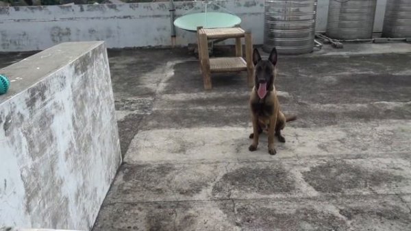 Belgian Malinois Performing 23 Tricks! | Rooftop Training