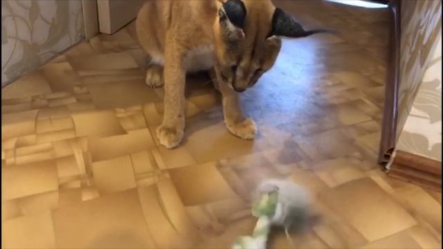 Каракал Алиса. Ленивые игры. #каракал #домашнийкаракал