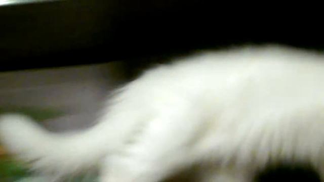 Моя кошка бешеная смотреть онлайн