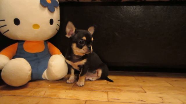 020Продаётся чёрно-подпалый мальчик чихуахуа , дата рождения 15.12.2018 г, смотреть онлайн