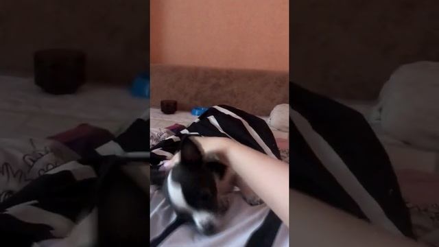 Бешеная чихуахуа носится как сумасшедшая! смотреть онлайн