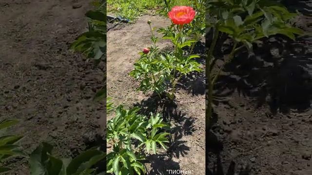 Пион Корал Сансет|Coral Sunset| Пионы почтой| Пионы на осень 2021г.|Коралловый пион| Сортовые пионы смотреть онлайн