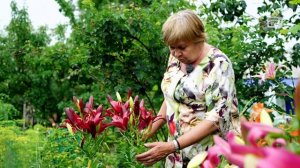 Размножение Лилий ? 5 Способов Посадки луковиц ? Выращивание лилий