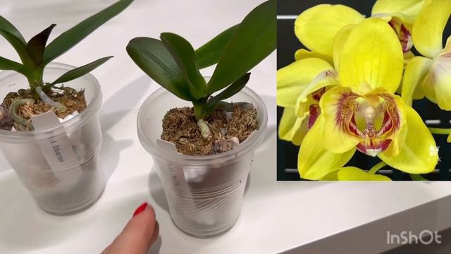 Новинки от NCK. Phal.: Abel, The Queen, Bella pink, Dharma. смотреть онлайн