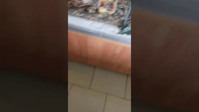 Я в зоопарке Ярославля часть 2😃 смотреть онлайн