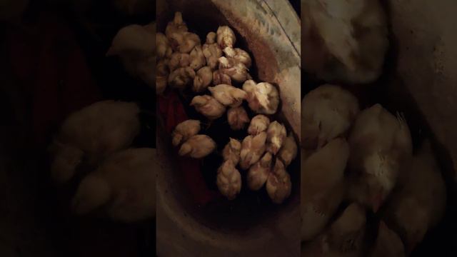 Экстренно спасаю цыплят, забитый зоб. смотреть онлайн