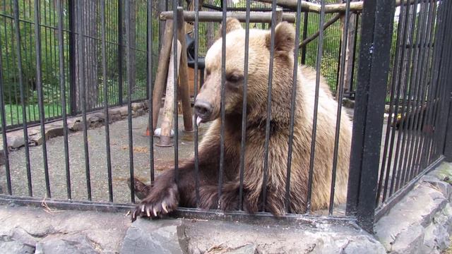 Бурый медвежонок Алтай 20.09.17г. Новосибирский зоопарк им.Р.А.Шило смотреть онлайн