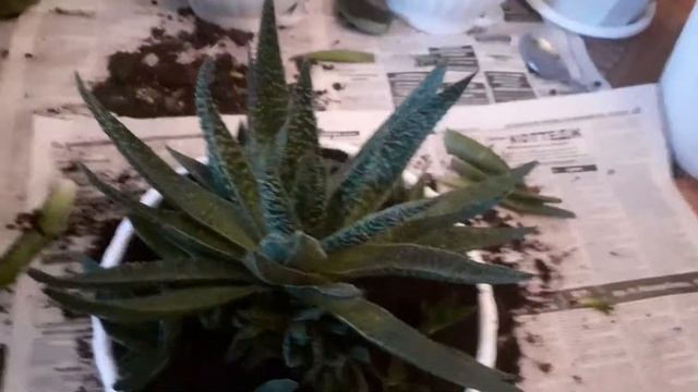 гибрид алое и гастерии смотреть онлайн