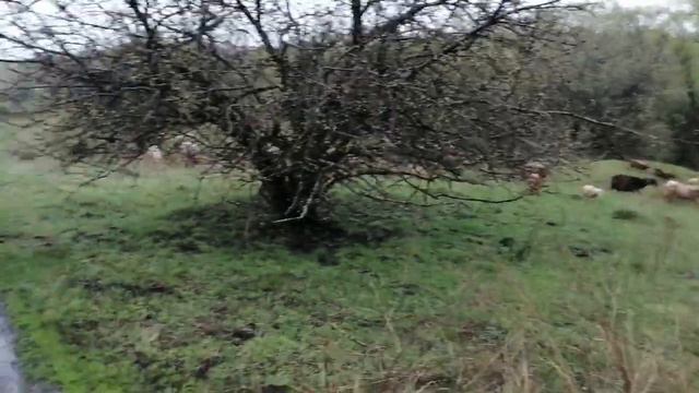 Всем здоровья, мира и добра ✊ дожди не прекращается /РУССКИЙ ДУХ /ЖИЗНЬ В ДЕРЕВНЕ / смотреть онлайн