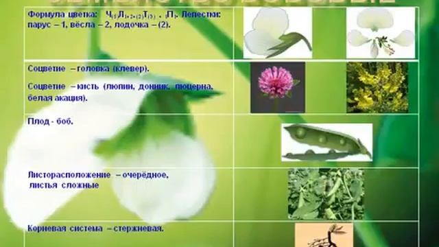 Двудольные растения.AVI смотреть онлайн