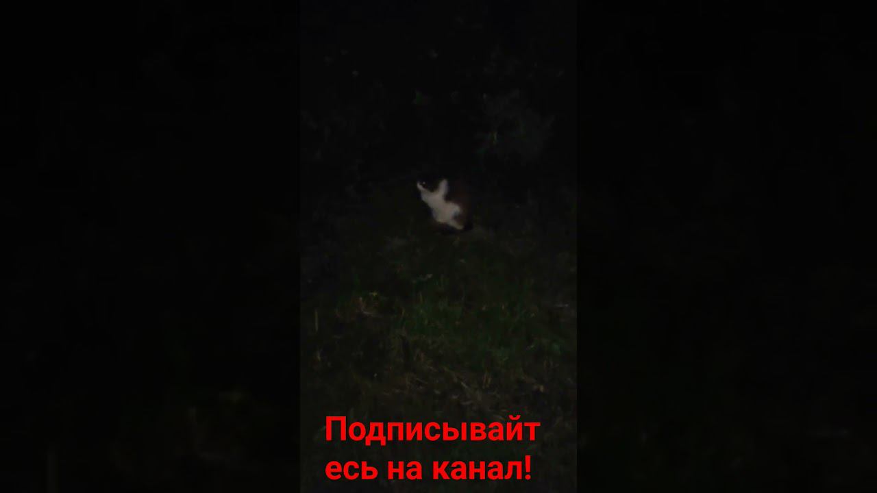 Барсик сидит в ночное время! смотреть онлайн