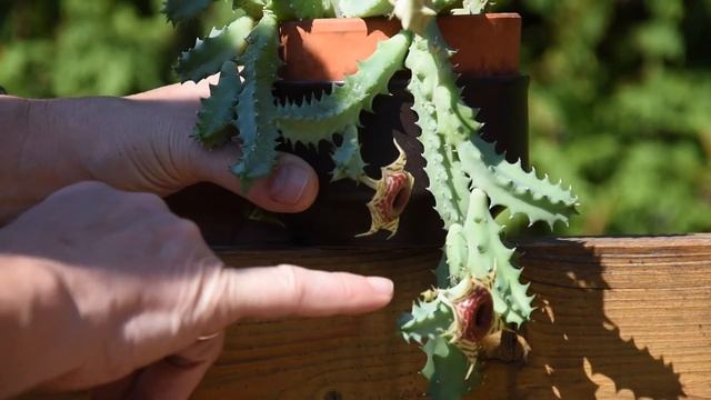 Huernia zebrina flowers August 2022 смотреть онлайн