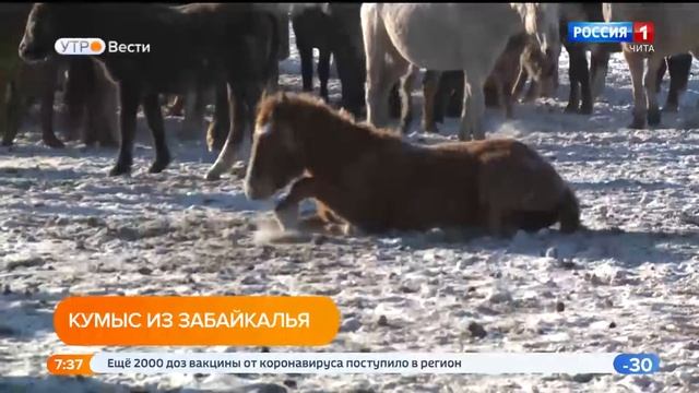 Производство кумыса могут возобновить в Забайкальском крае смотреть онлайн