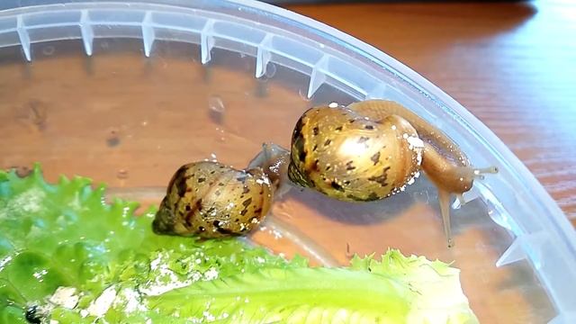 Маленькие улитки Архахатины.