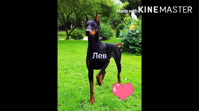Кто ты из пород собак по знаку зодиака? смотреть онлайн