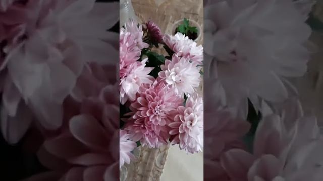 Мои хризантемы из черенков ?? смотреть онлайн