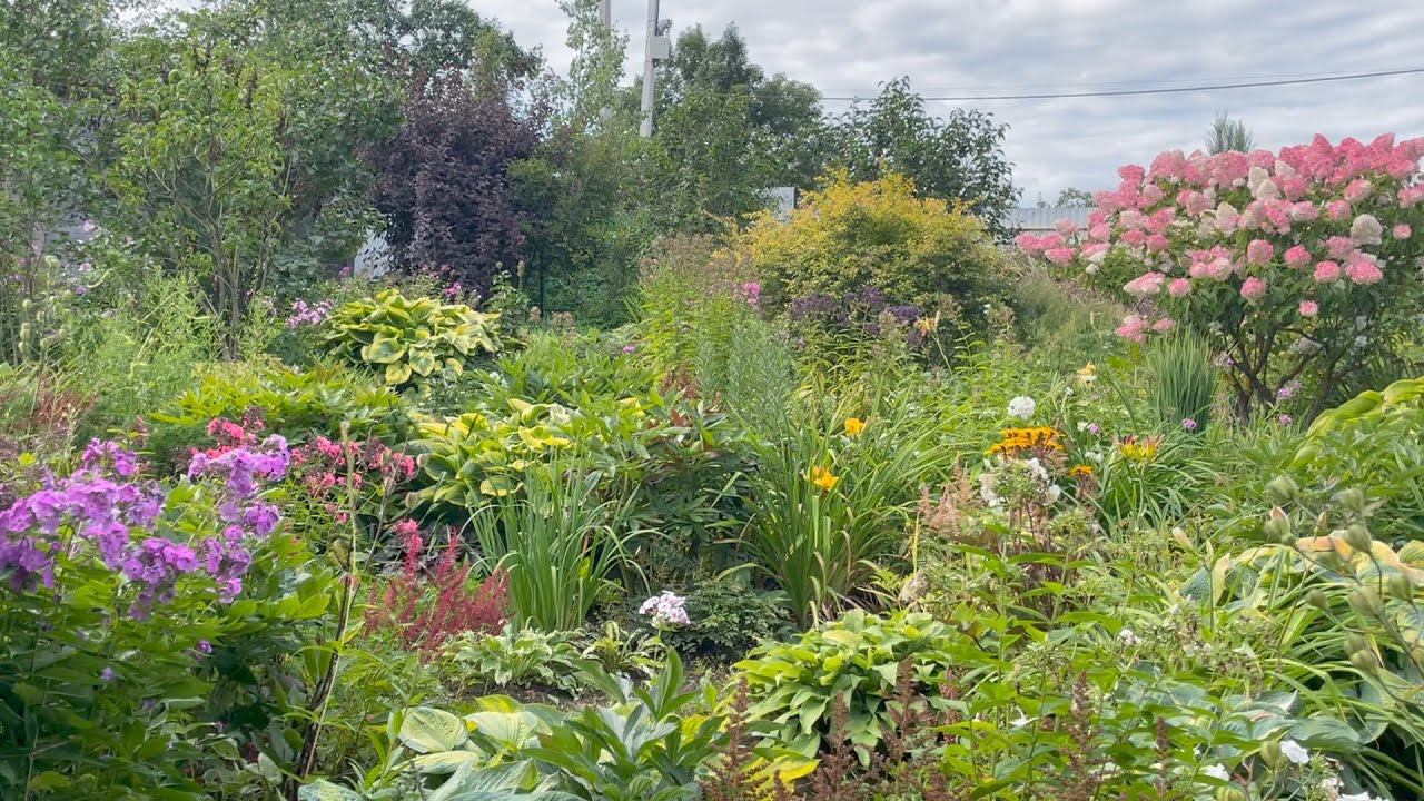 Сад Оксаны Кудрявцевой 24 августа 2023