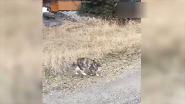 Приколы с котами! Смешные коты! СОЗВУЧКОЙ! Самые Смешные животные! смотреть онлайн