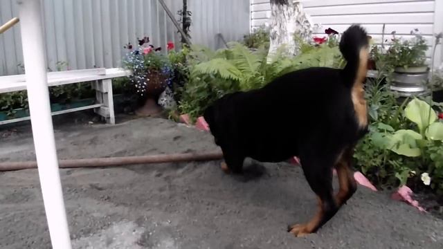 Строительство садовой дорожки смотреть онлайн