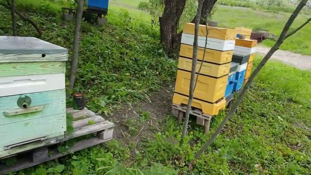 Акация цветет, пчёлы сидят. Рамочки под сотовый мед. смотреть онлайн