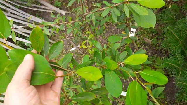 Отличие тополей душистого от корейского, молодые деревья. Небольшой обзор. смотреть онлайн