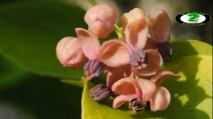 ШОКОЛАДНАЯ лиана- АКЕБИЯ: экзотический фрукт и растение