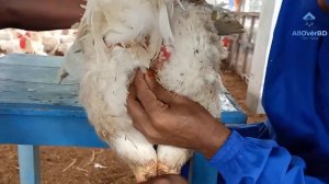 How To Manually Collect Semen From Broiler Parent Stock Chicken | Artificial Insemination. Part - 1