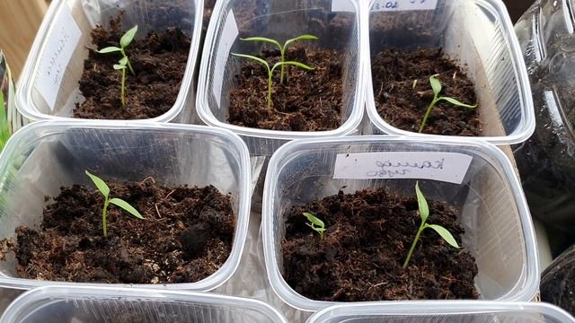 Почему рассада не растет, падает и что с этим делать?