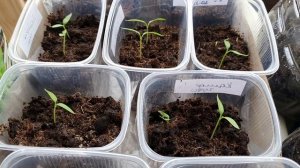 Почему рассада не растет, падает и что с этим делать?