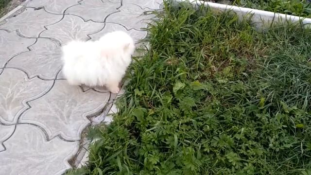 Продажа девочка цверг шпиц смотреть онлайн