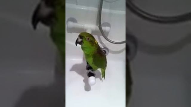 Попугай поёт!!!!!!!!!!!!!! Шоу песен. 😂😂😂😂😂😂😂😂😂😂😂😂 смотреть онлайн