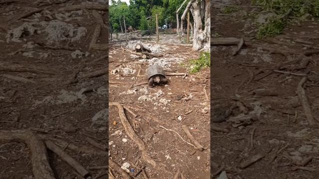 Занзибар 2021. Riu Palace Zanzibar. Сафари. Остров черепах. смотреть онлайн