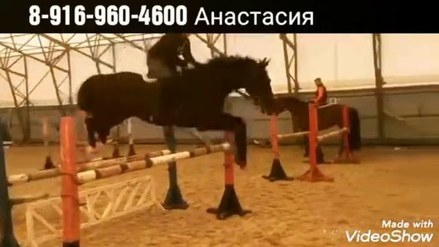 Конный спорт в Домодедово смотреть онлайн
