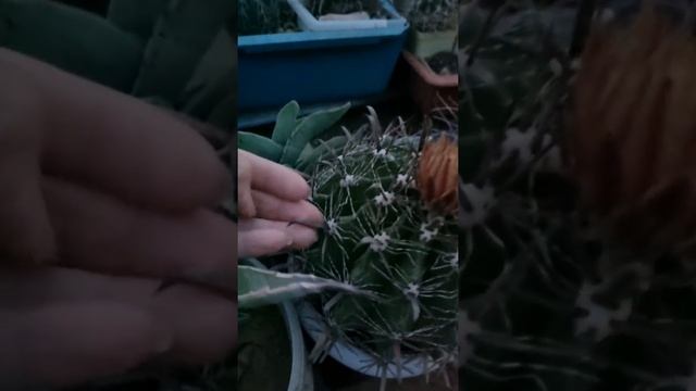 Цветёт ферокактус. смотреть онлайн