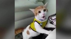 В интернете набирает популярность ролик про кота, кричащего "гол!"