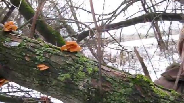 Зимние опята на берегу Десны смотреть онлайн