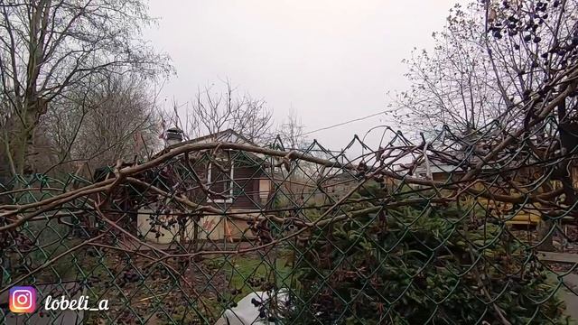 Не выбрасывайте обрезанные побеги девичьего винограда! Показываю как плести из них украшения смотреть онлайн