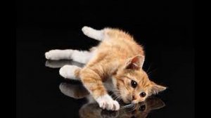 КИС КИС КИС МЯУ Веселая детская песенка! Рыжие коты и котята