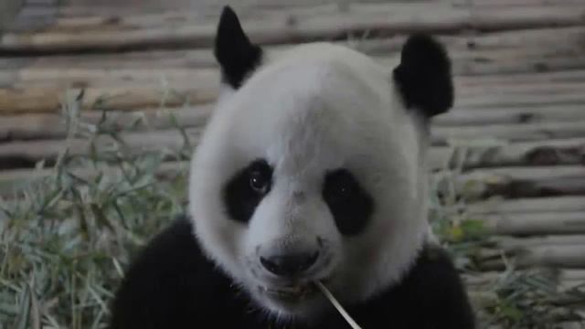 Таиланд 2014 Зоопарк Чиангмай смотреть онлайн