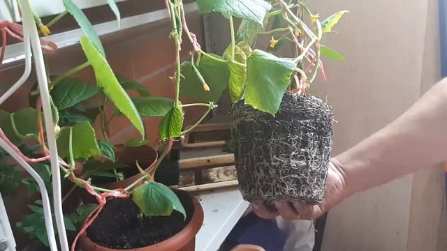 Выращивание огурцов на балконе смотреть онлайн